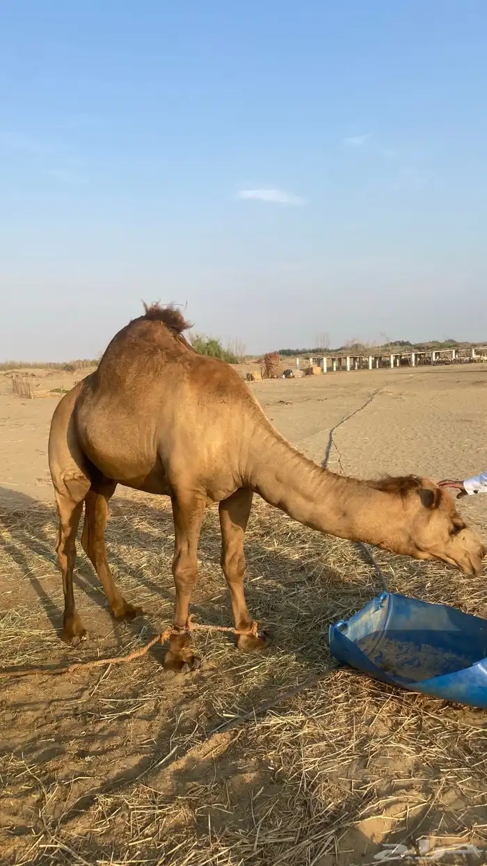 للبيع قعود 4