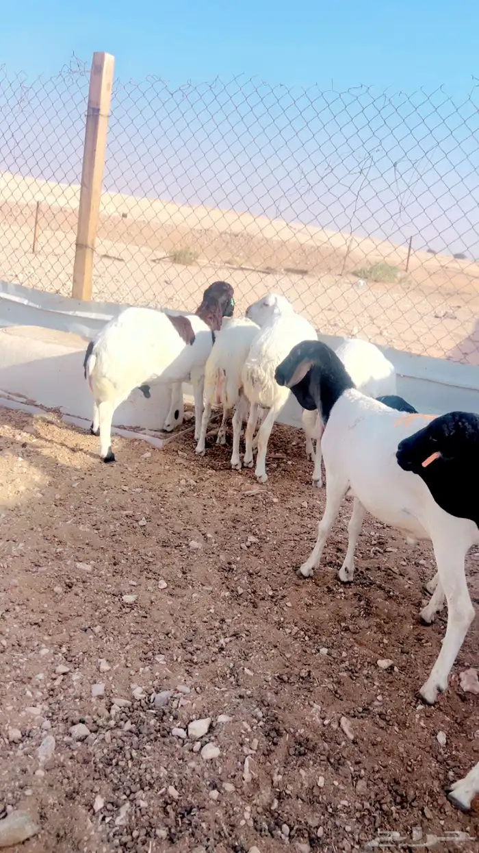 سواكن حري رفيدي نعيمي بربري شرط كرش ابيض ولحمه طيبه 8