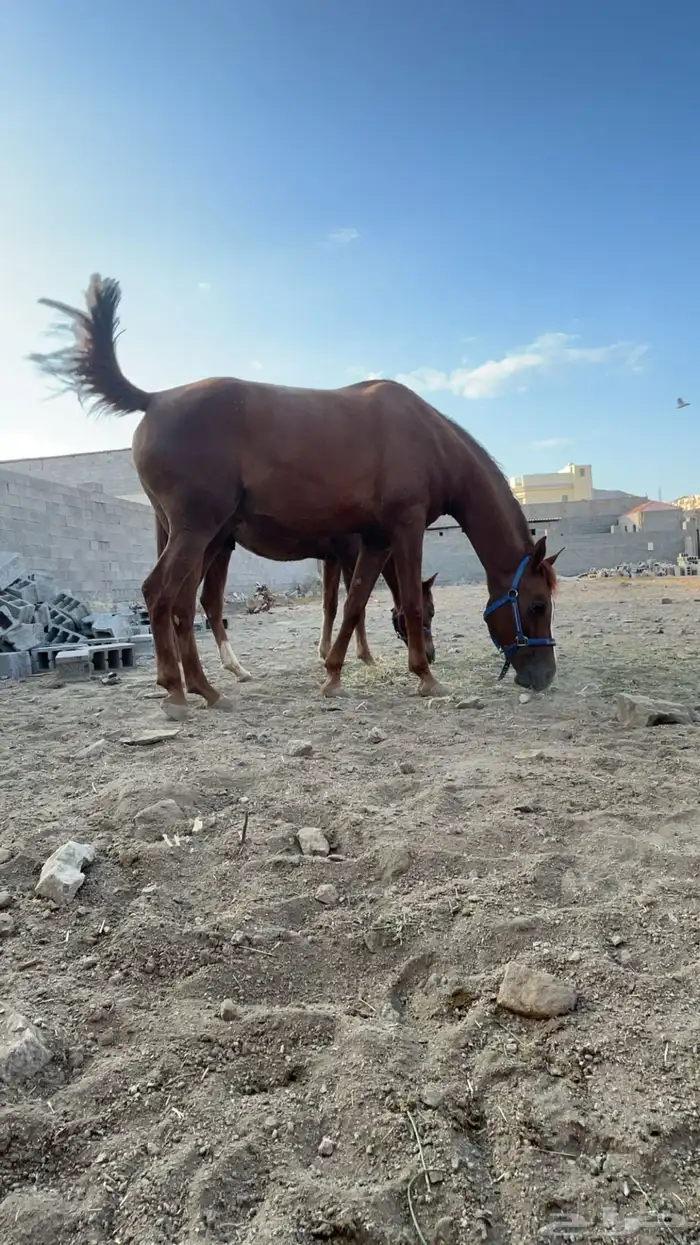 فرس شعبيه تحتها مهره 5