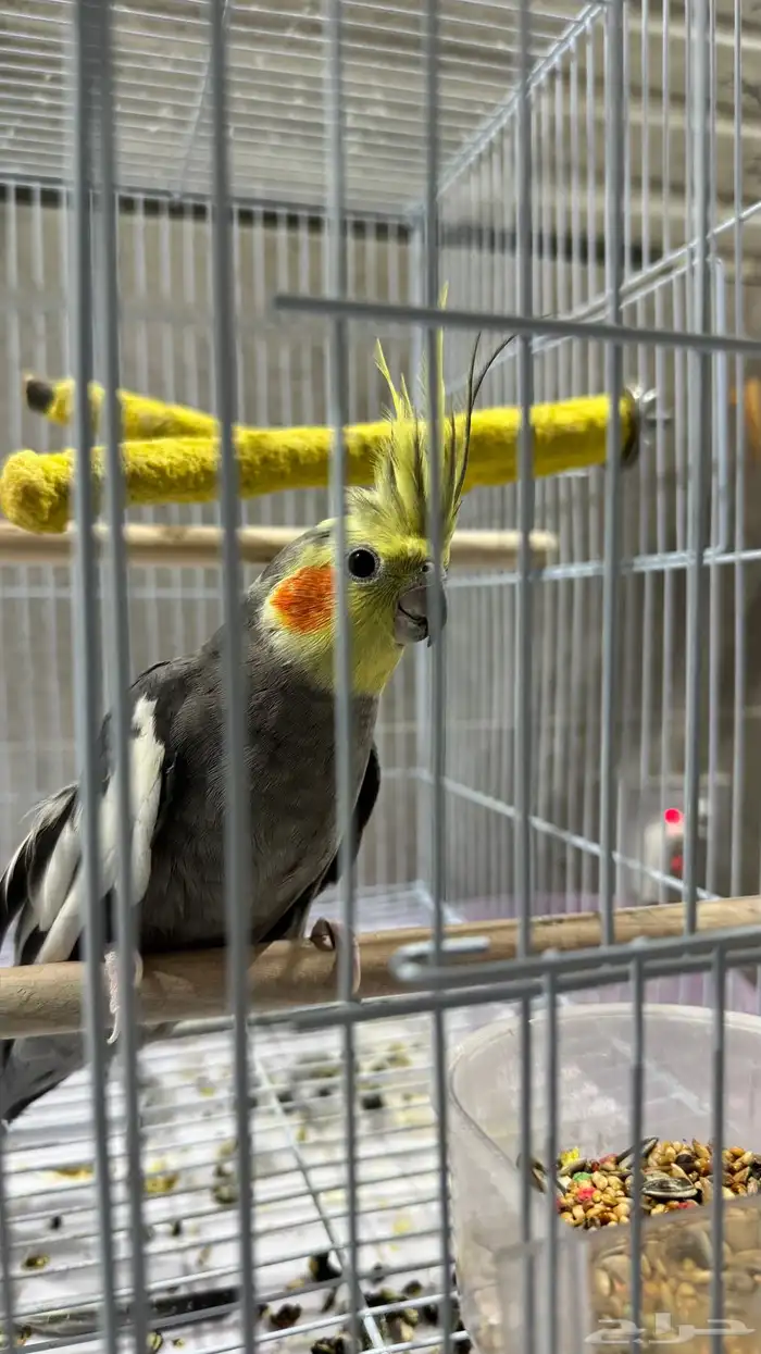 عصفور كروان 1