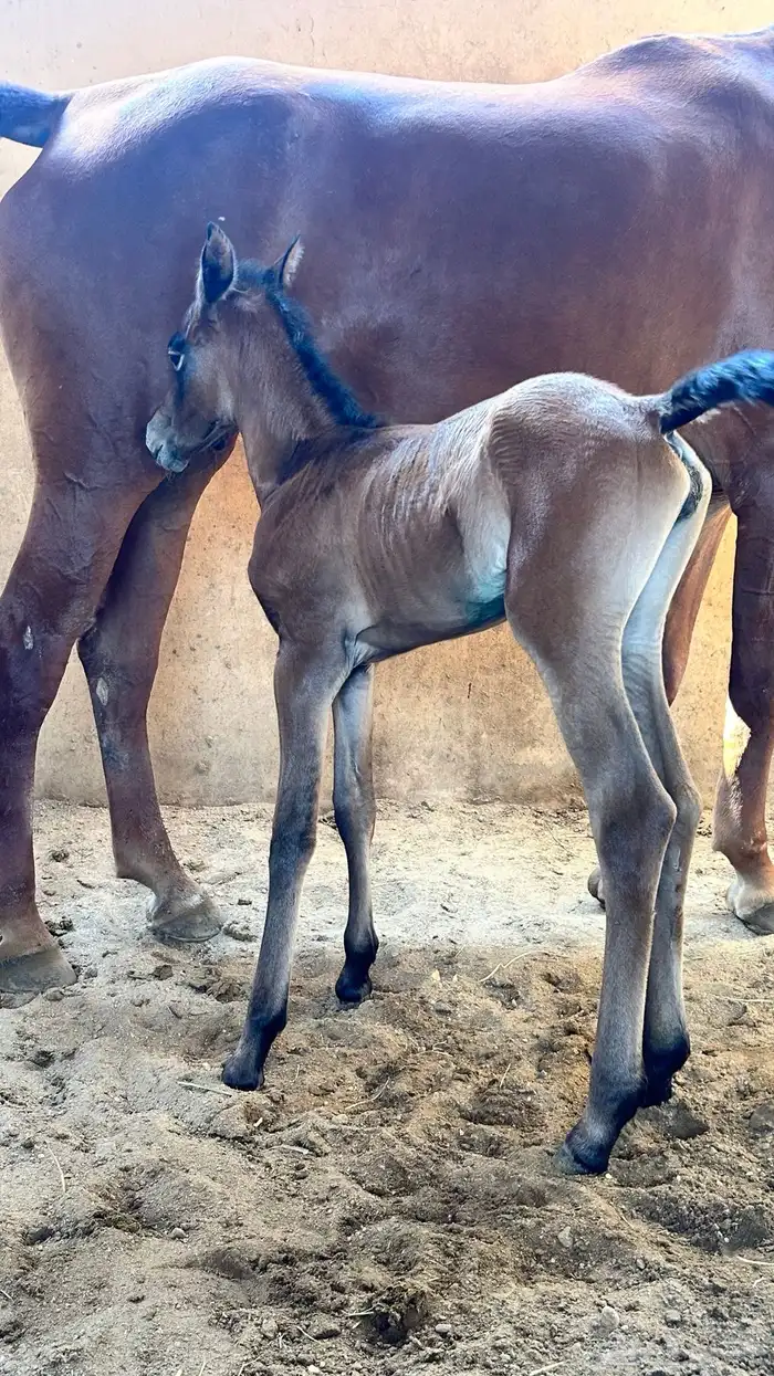 فرس شعبيه تحتها مهره 9