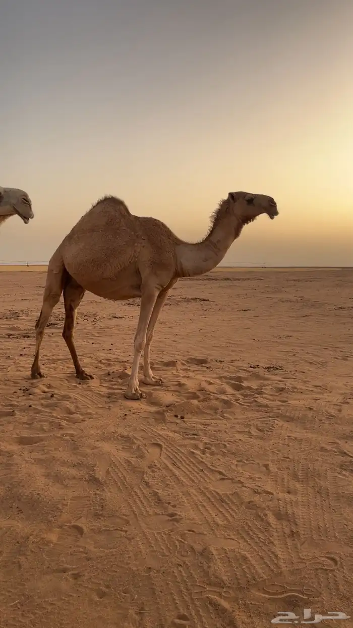 قعود فحل حق يلقي شهر 8 هجري 2