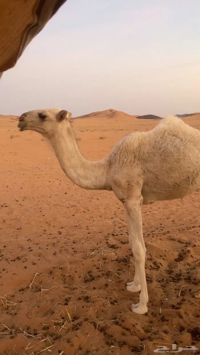 بكره كفوو 0