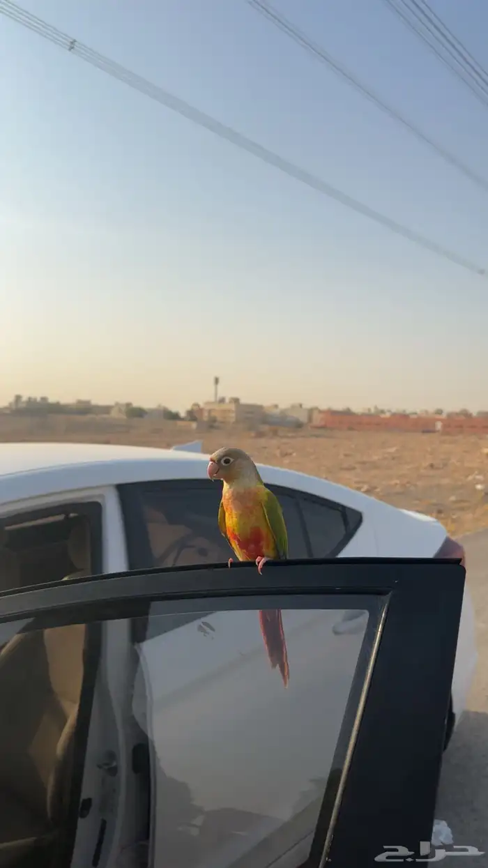 طير ببغاء كنيور مفقود بالعريجاء 1
