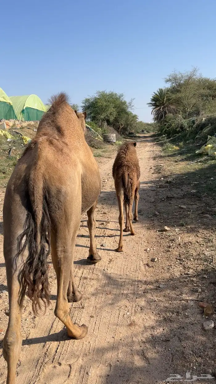 خمس من البل للبيع خلفه 4 لقحات 7