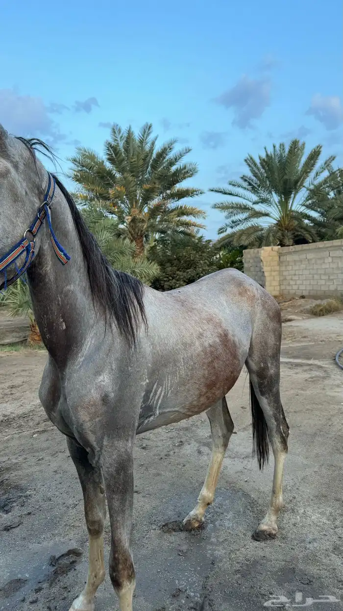 مهر 0