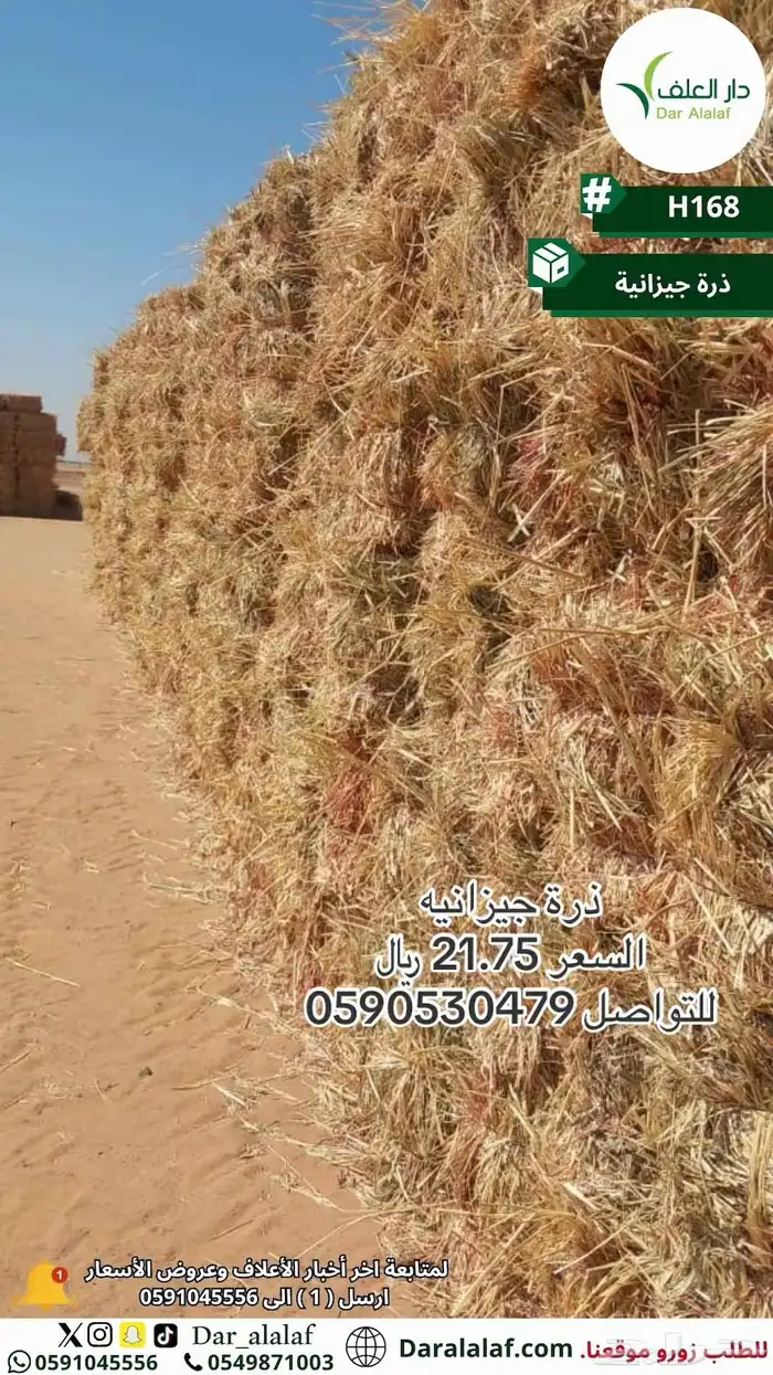 جديد ذرة جيزانيه 2