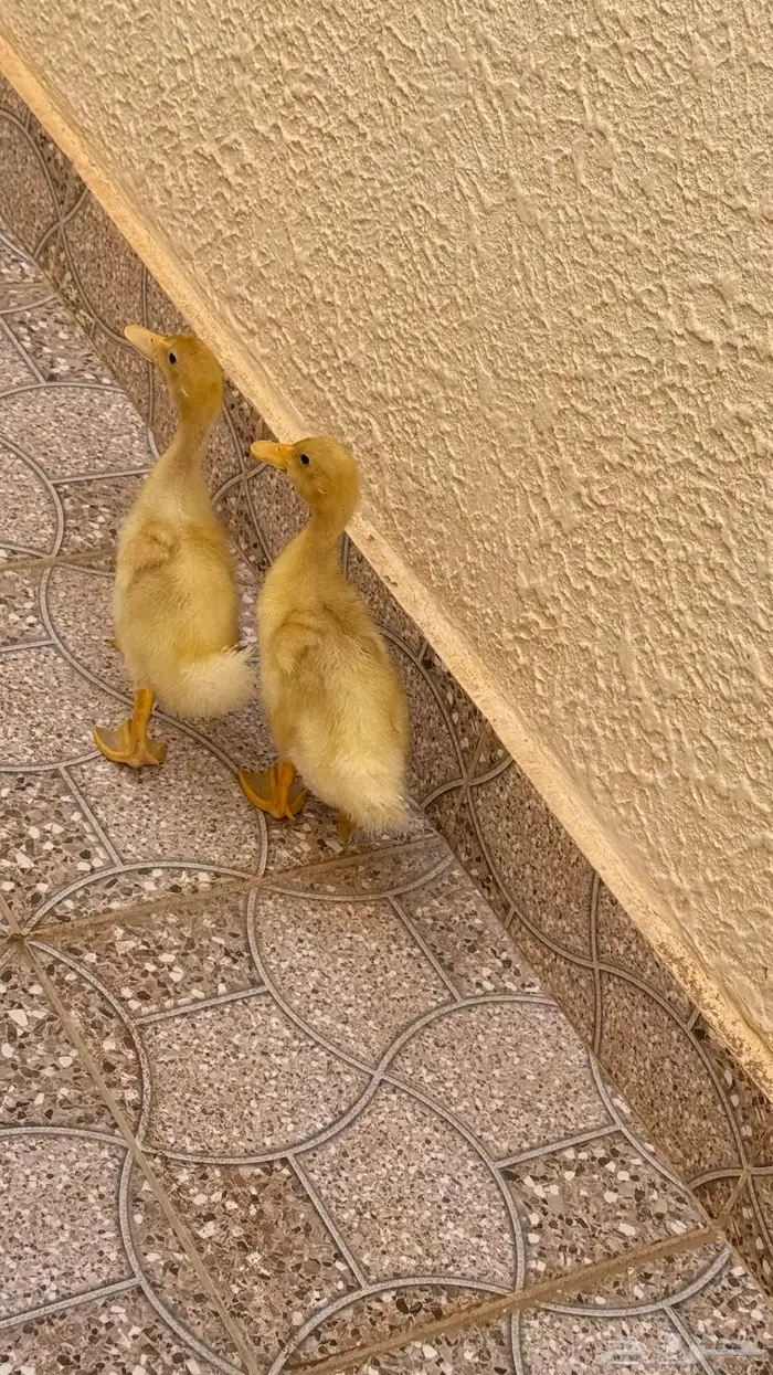 بطتين للبيع 3