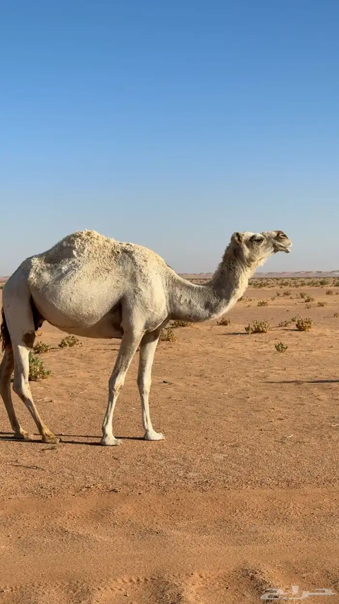 ضرببه وضحا للبيع 1