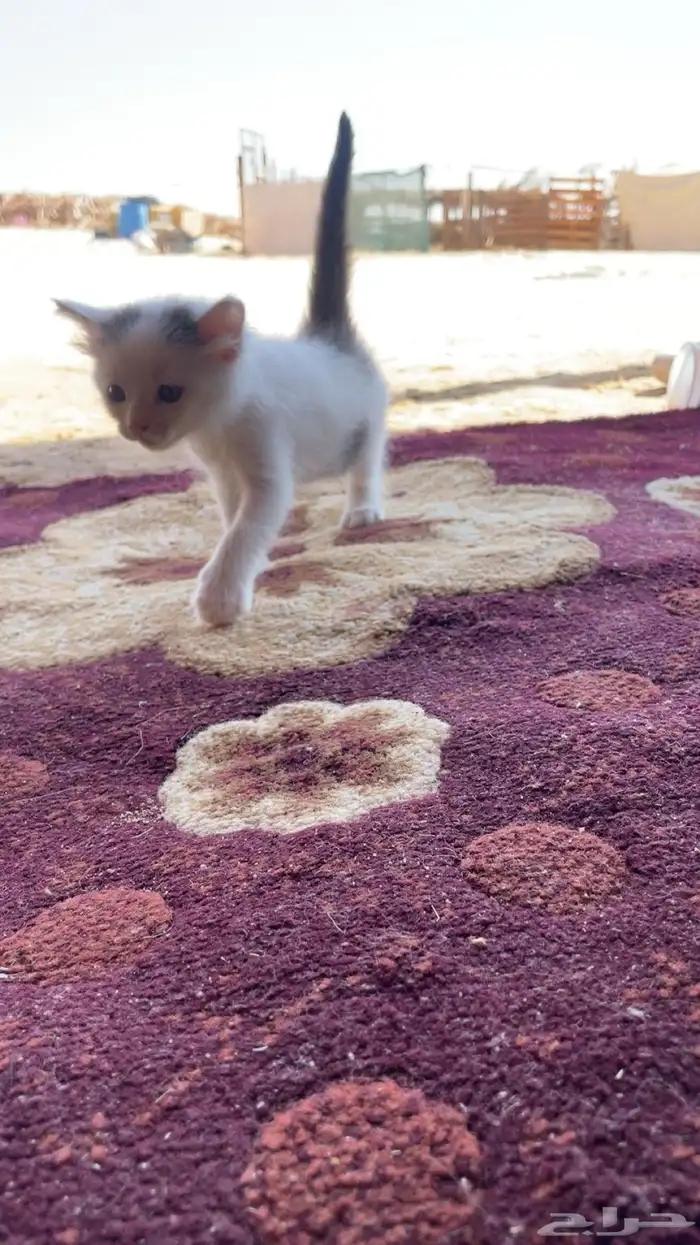 قطه للبيع 2