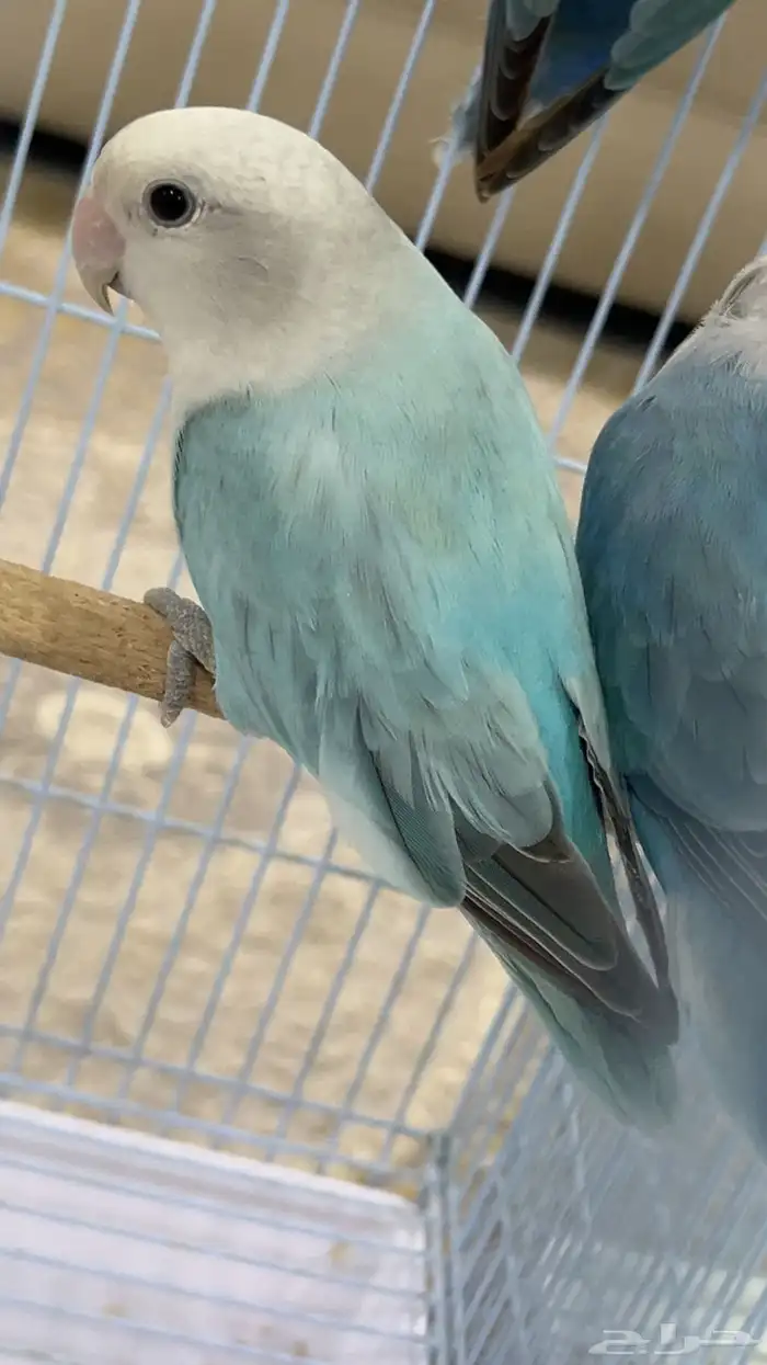 للبيع انثى روز الي توقف عليه سومه نصيبه 1