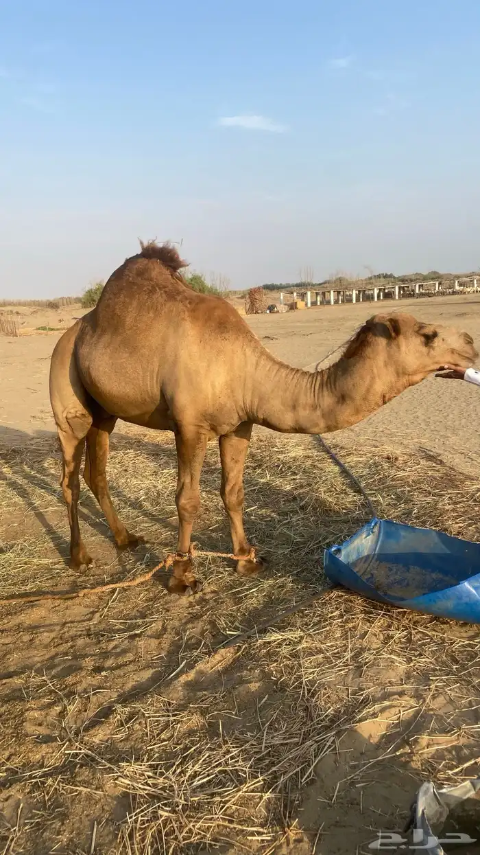 للبيع قعود 3