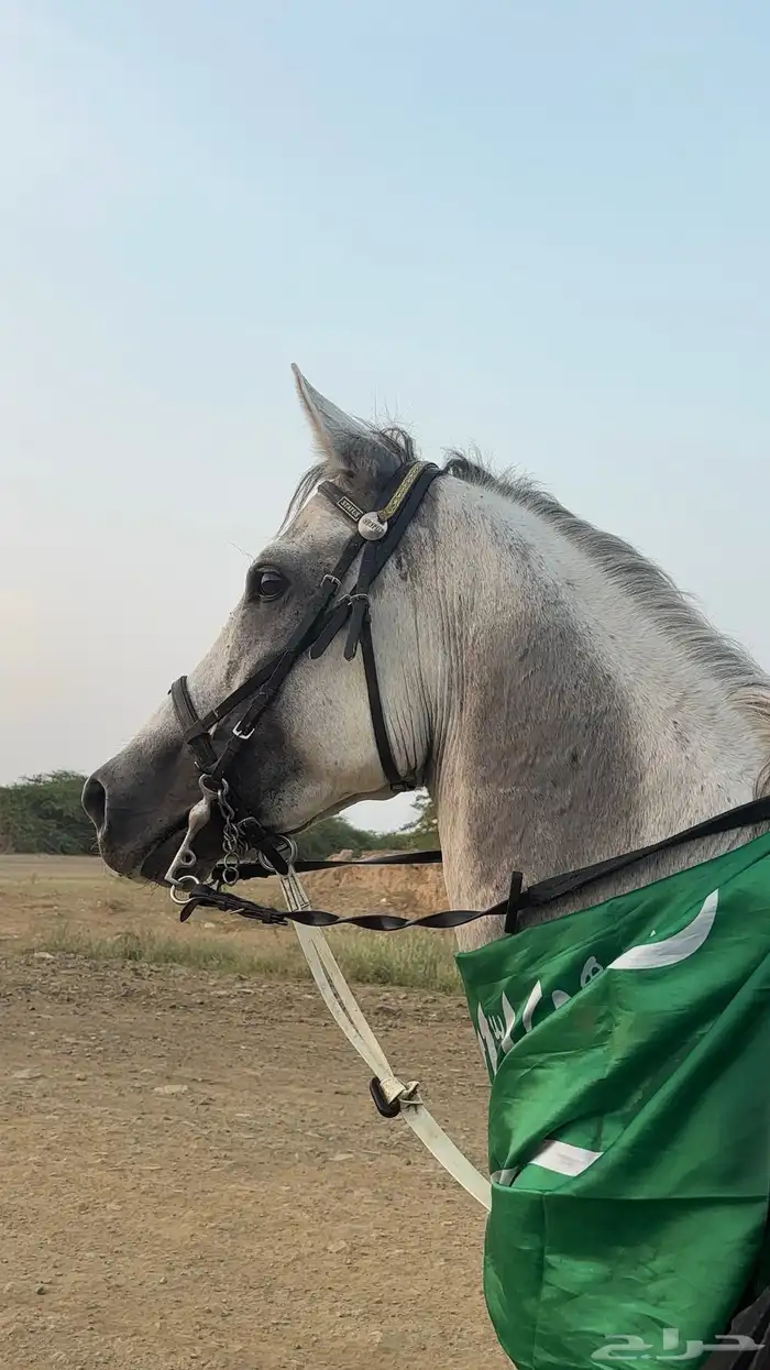 حصان شعبي 5