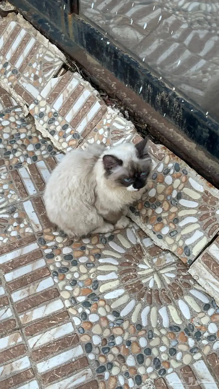 قطه سيامي للبيع 2