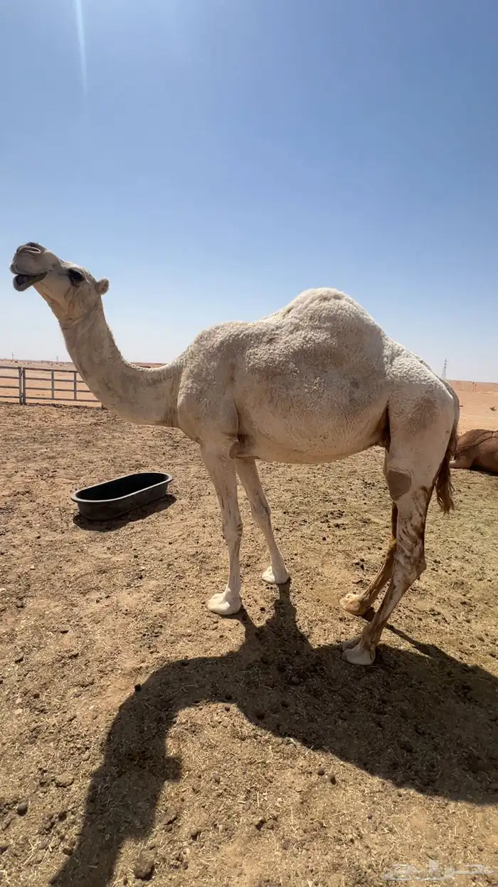 ناقه 0