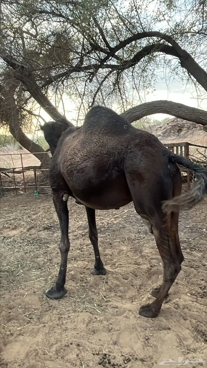 ناقه مجهم 0