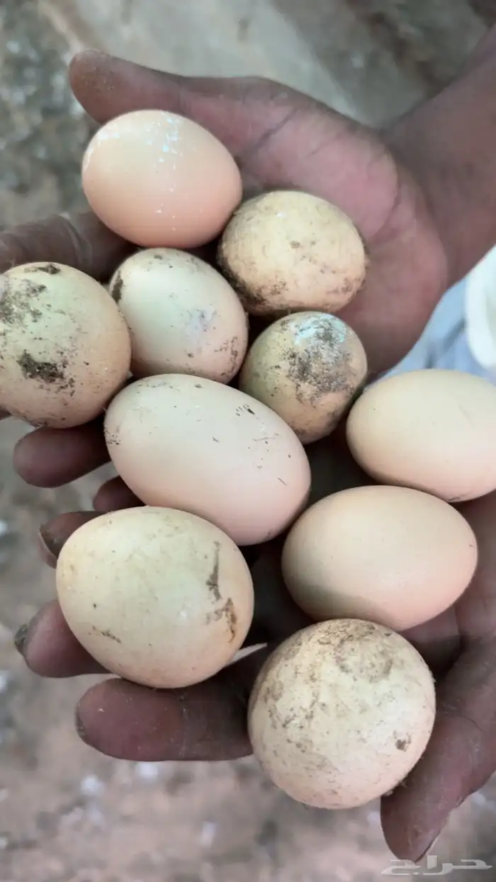 دجاج تركي فاخر بياض 7