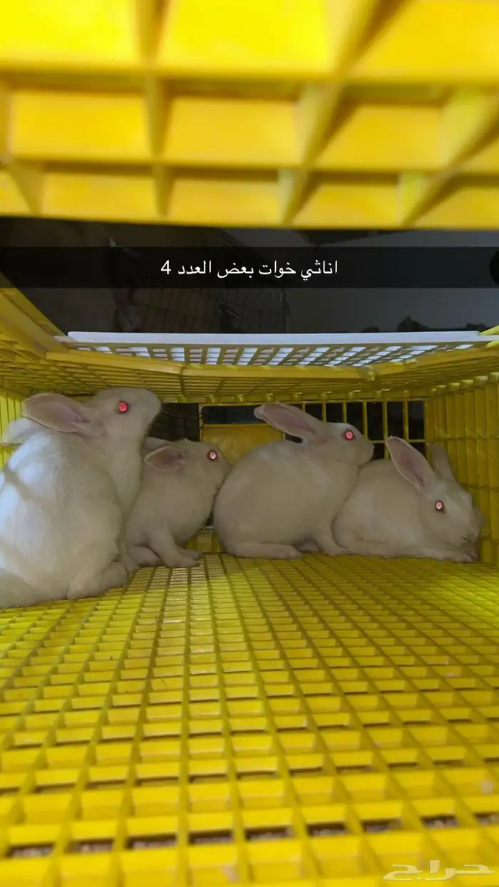 ارانب للبيع 3