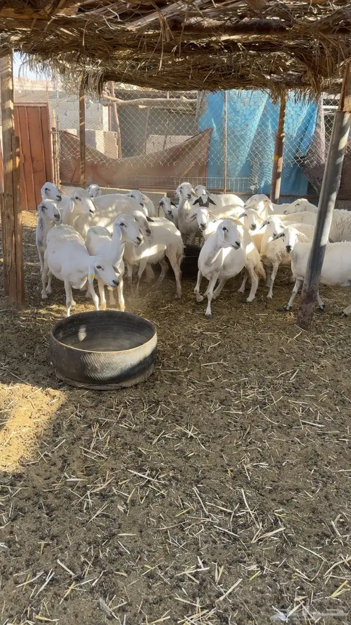 غنم مراح حصيب ودفيع 1