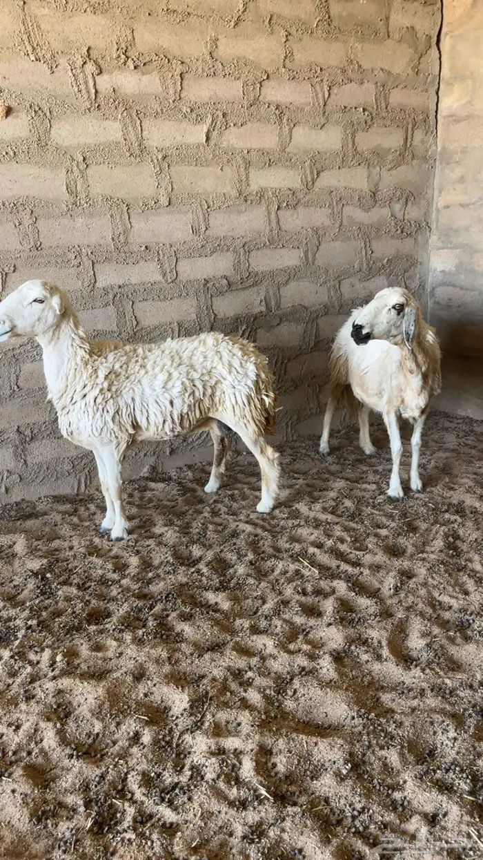 للبيع غنم وحده دفع على السونار والثانيه مااعلم عنه 0