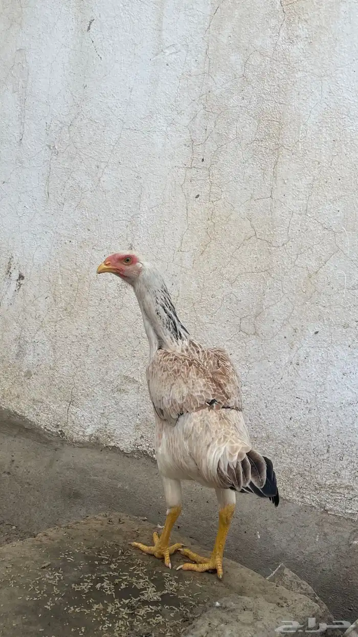 دجاج سندي باكستاني 0
