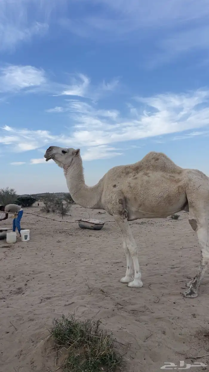 ناقه ضروبه وضحا 1
