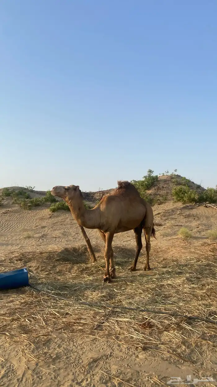 للبيع قعود 1