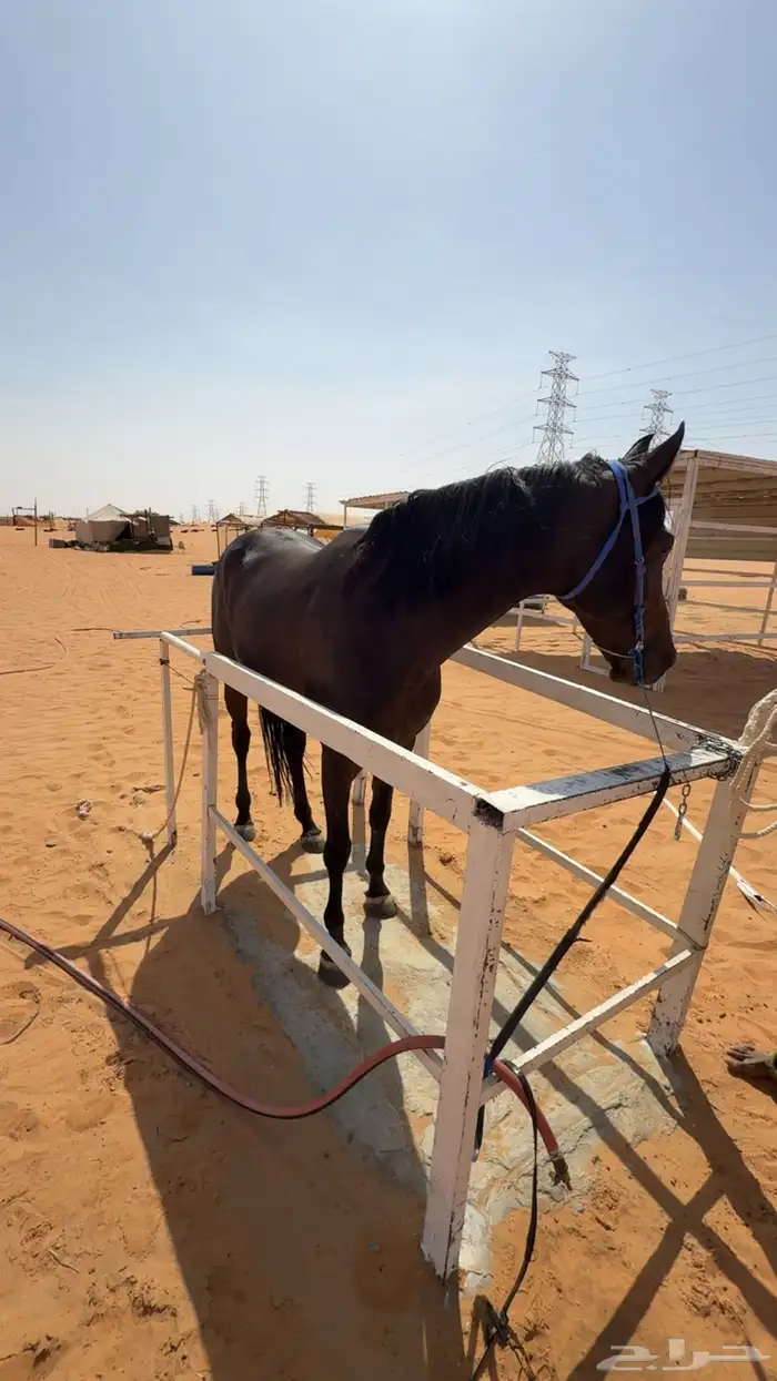 خيل للبيع 1