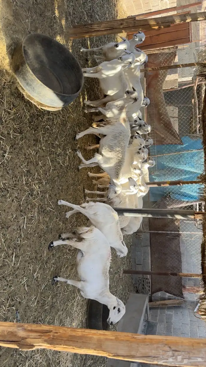 غنم مراح حصيب ودفيع 2