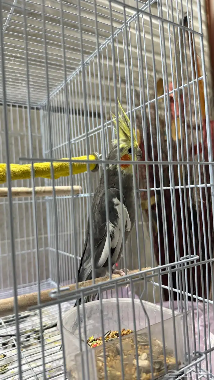 عصفور كروان 3