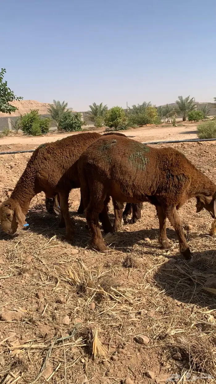جذعان سواكن حمرية مرابي 0