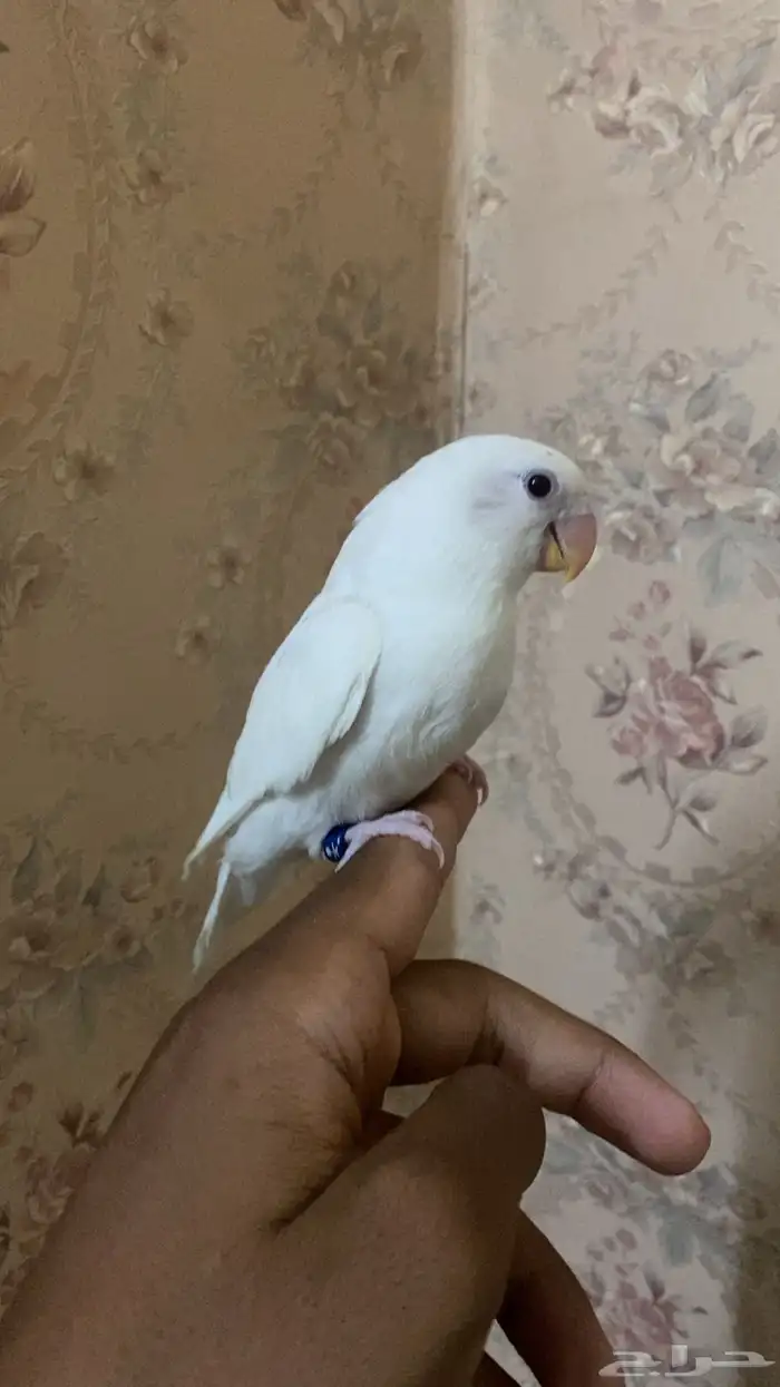 روز أليفات جدن غرر العدد 2 نهايت غر 1