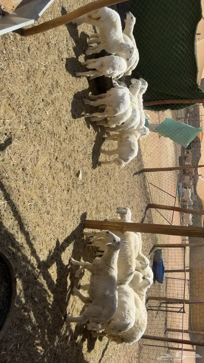 بهم تربيه 0