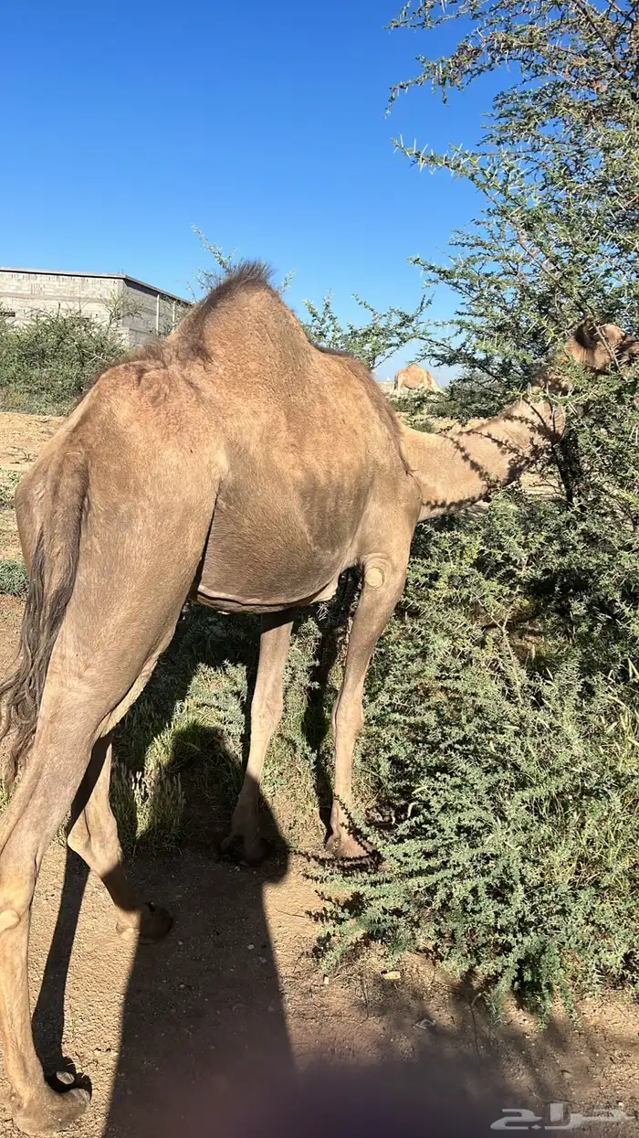 خمس من البل للبيع خلفه 4 لقحات 4