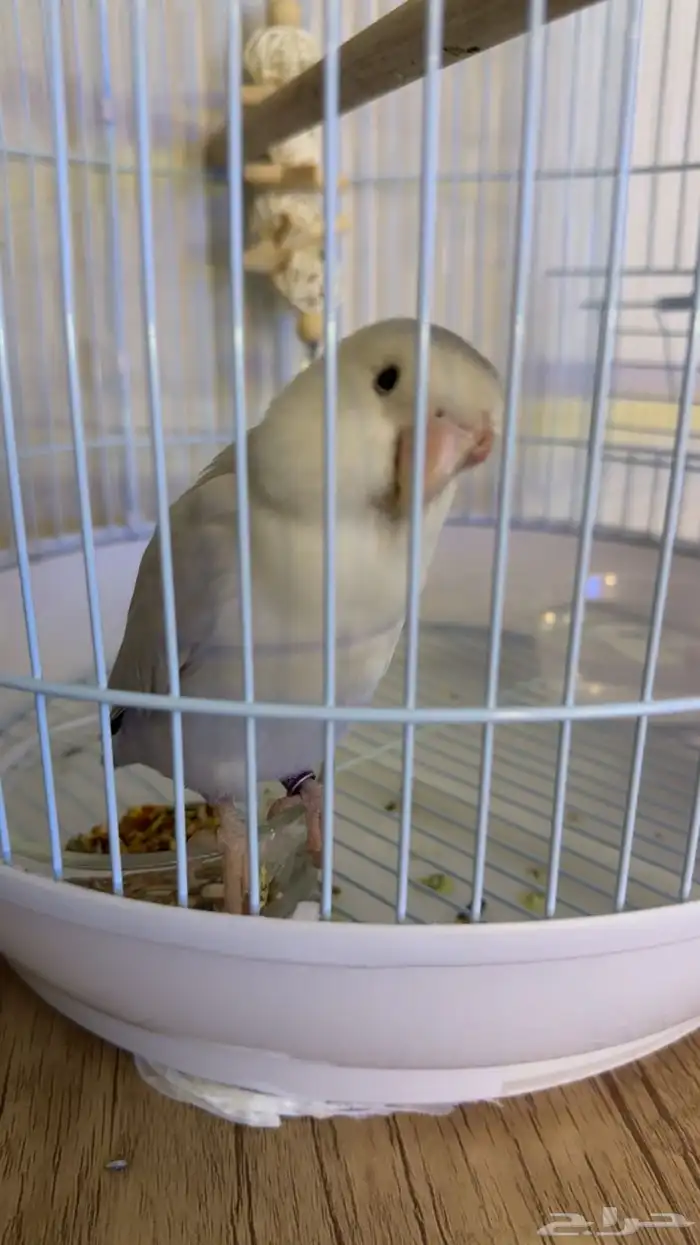 ببغاء روز 1