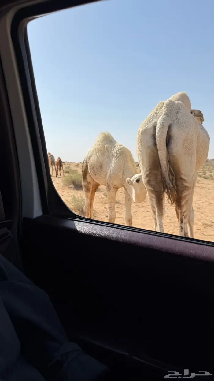 حاشي لباني 0