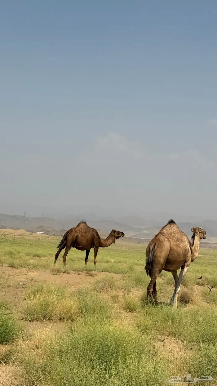 ابل ملاقي العدد2 شهرين وهي خلفات ان شاءالله الموقع دوقه 2