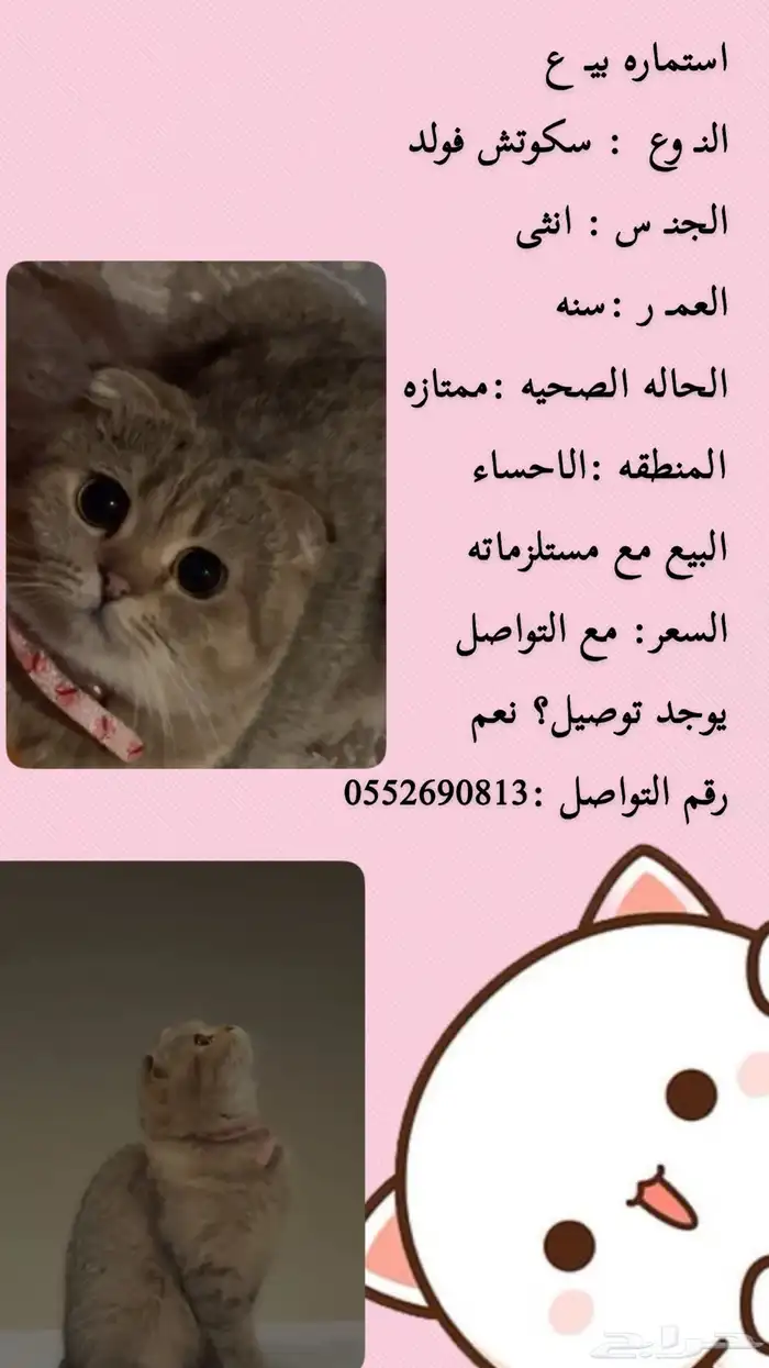 للبيع انثى 0