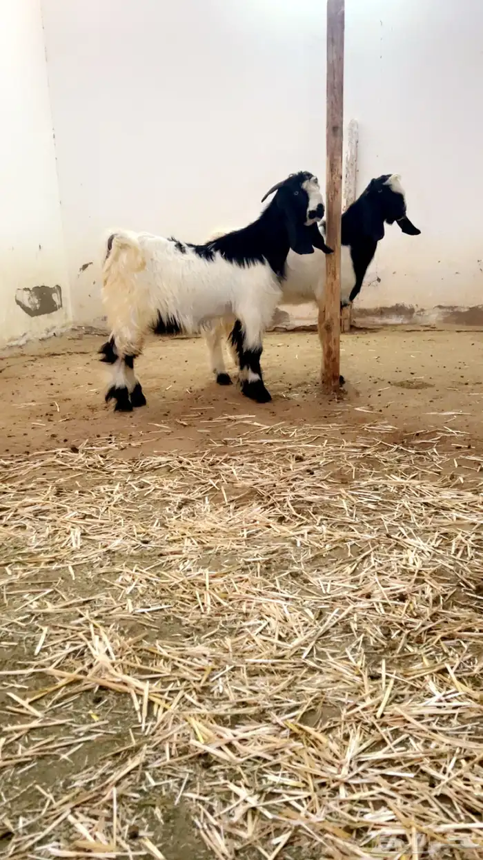 تيوس فحول هجين قبرصي 4