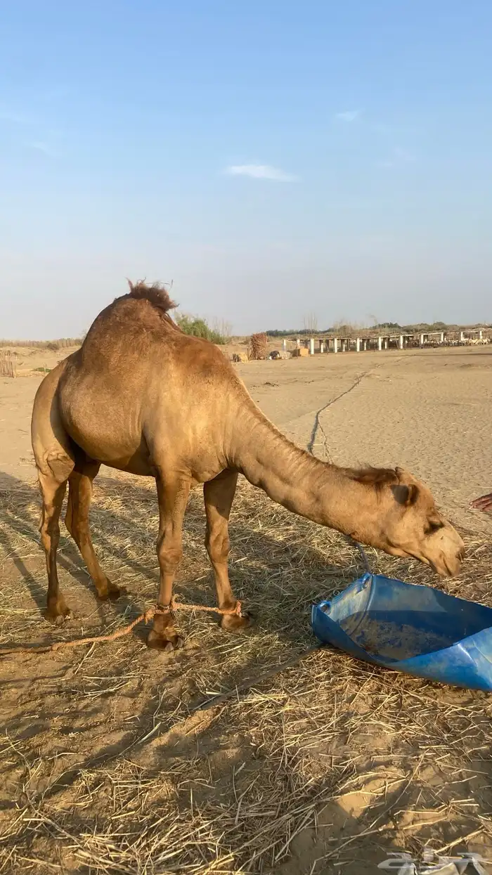 للبيع قعود 0
