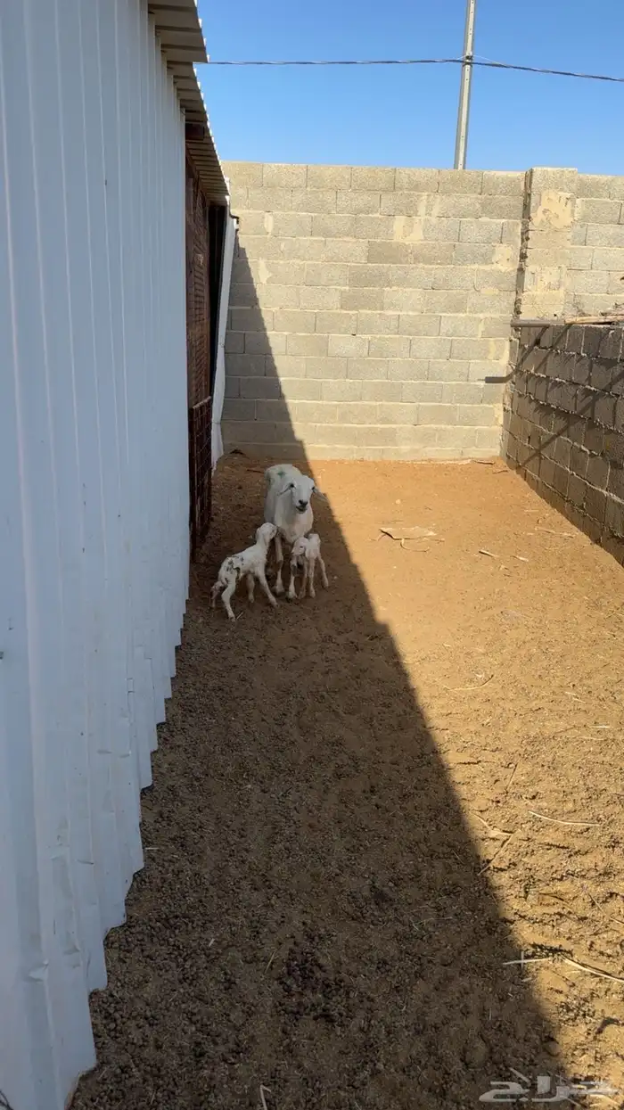 غنم مراح حصيب ودفيع 0