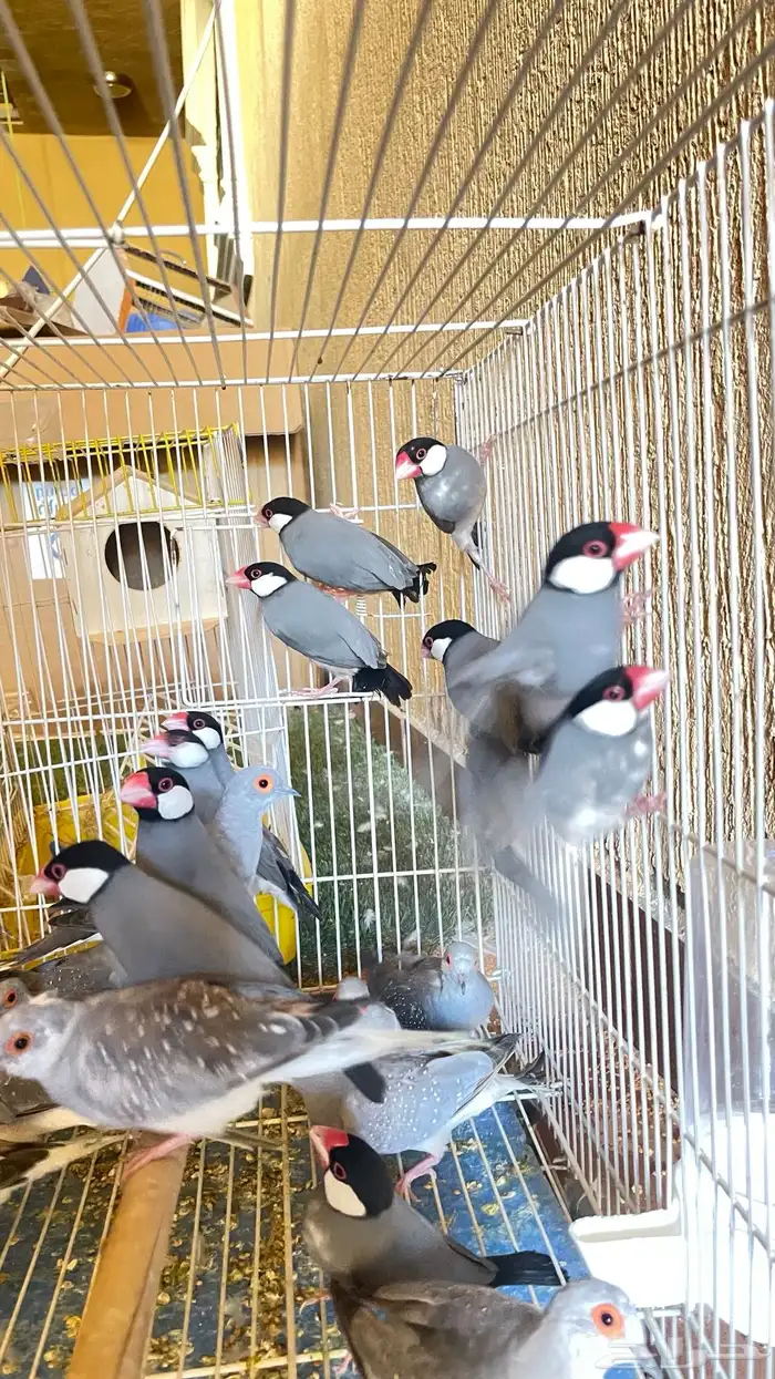 طيور جاوا ازواج منتجة 5