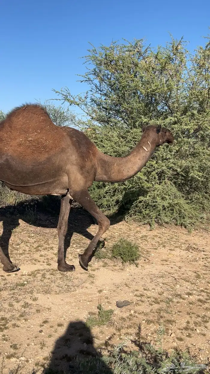 خمس من البل للبيع خلفه 4 لقحات 1