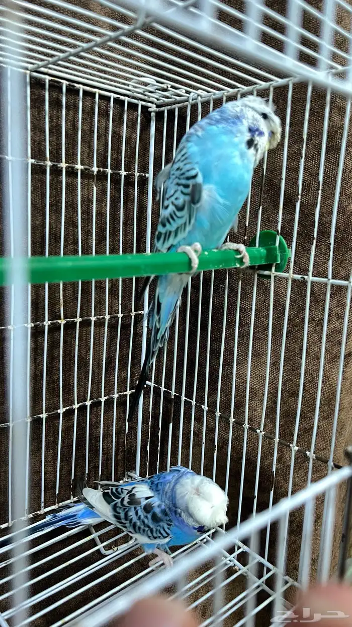 جوز طيور حب مستوى طيب 0