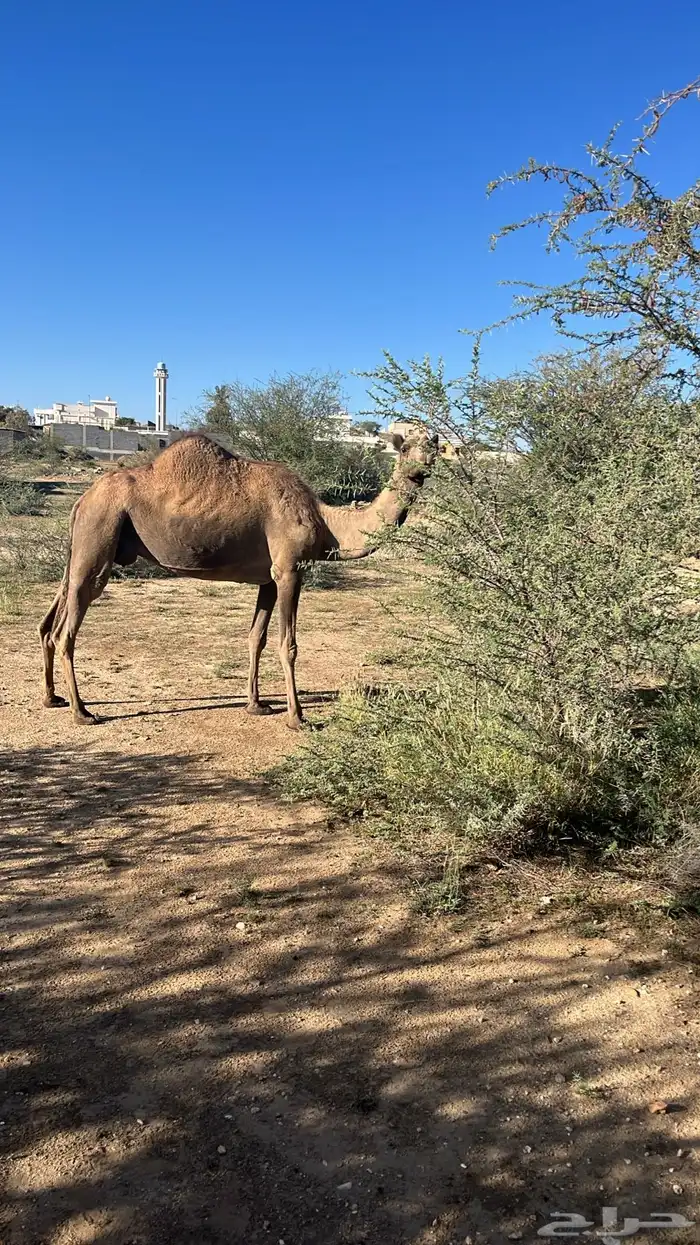 خمس من البل للبيع خلفه 4 لقحات 8