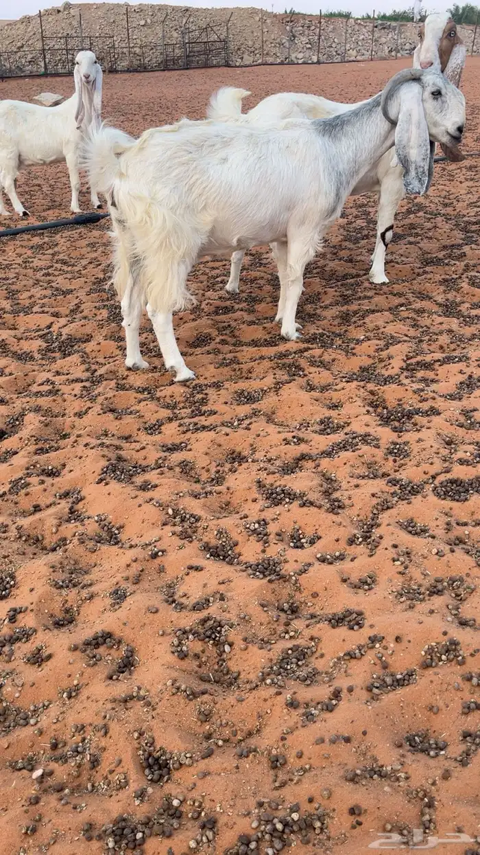 معزا حصيب قريب ولاده 2