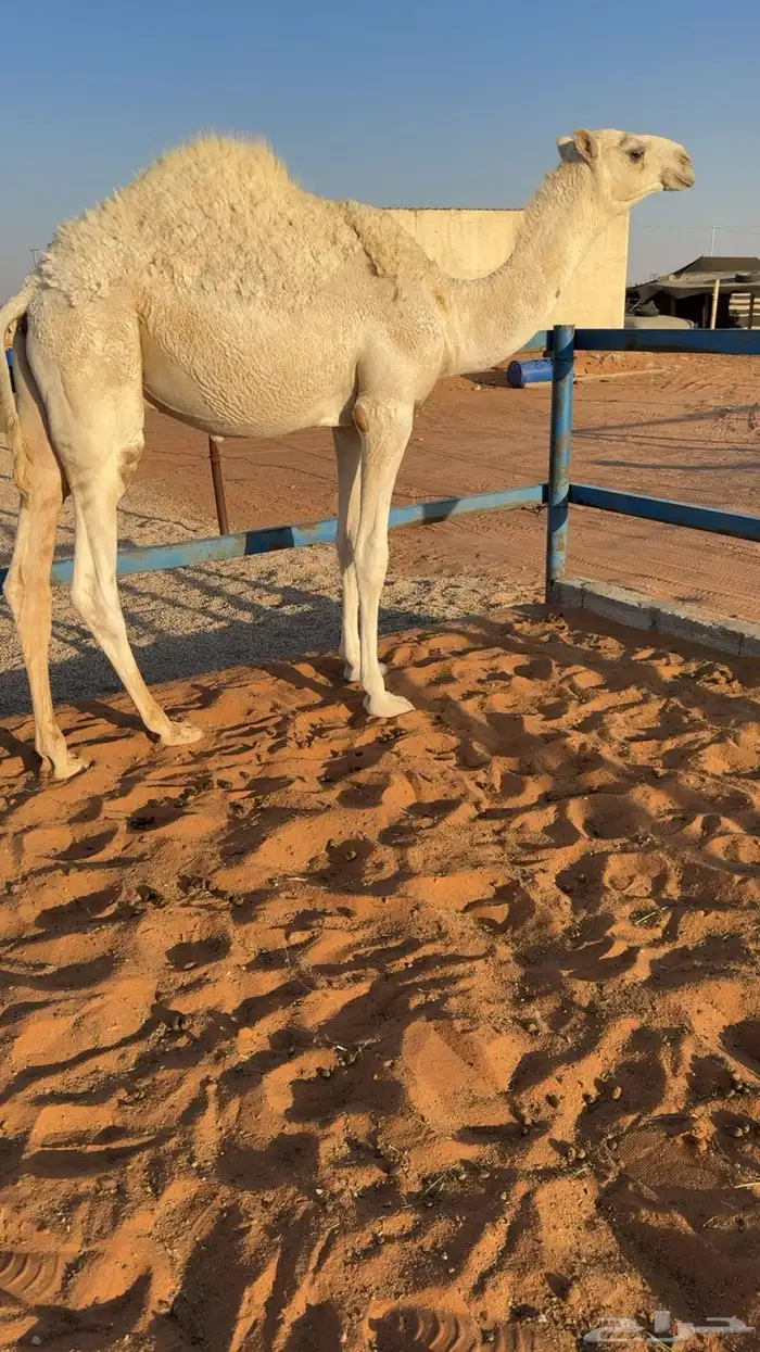 قعود قصصب طيب 2