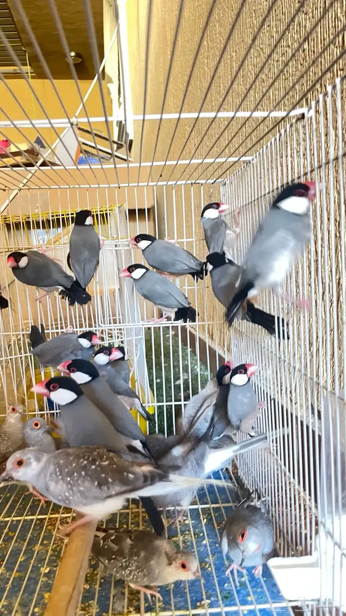 طيور جاوا ازواج منتجة 9