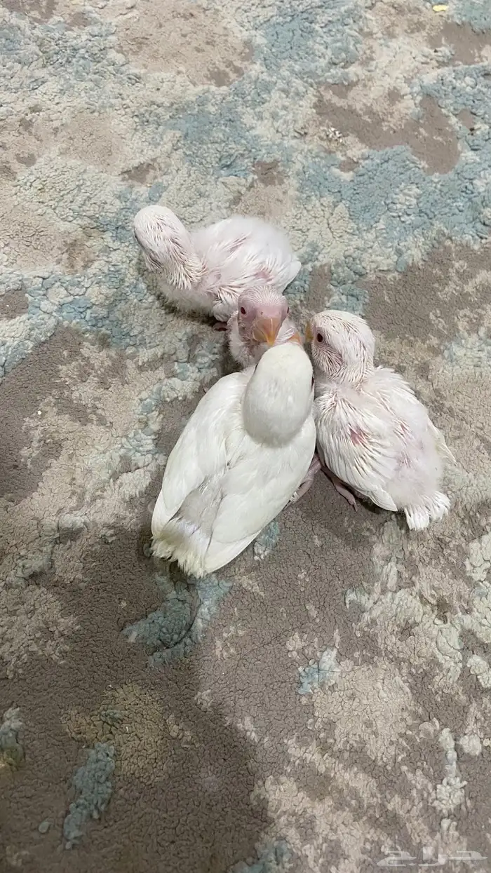 فراخة روز البينو 1