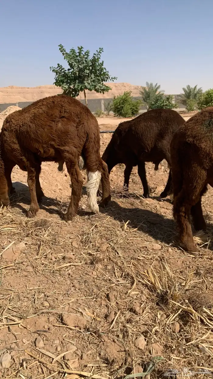 جذعان سواكن حمرية مرابي 3